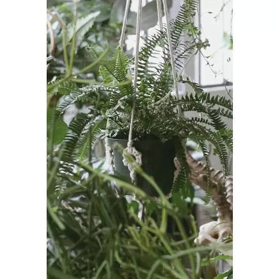 fern plant hanger Plant Hanger with Wooden Rings
