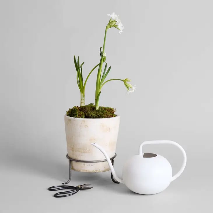 Beatrix Watering Can