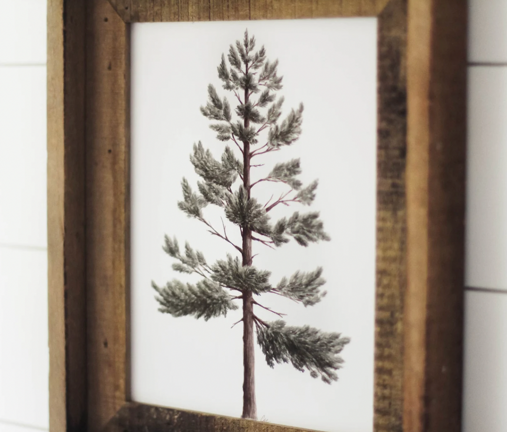 11 x 14 Lodgepole Pine Print