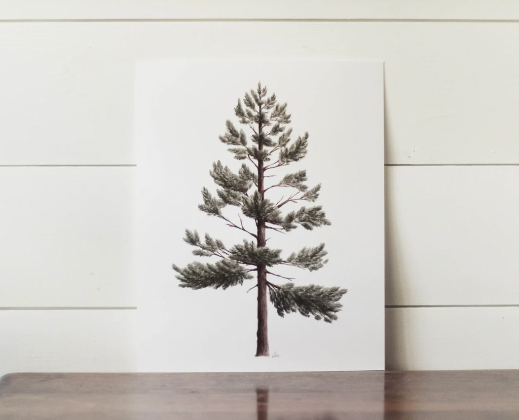 8 x 10 Lodgepole Pine Print
