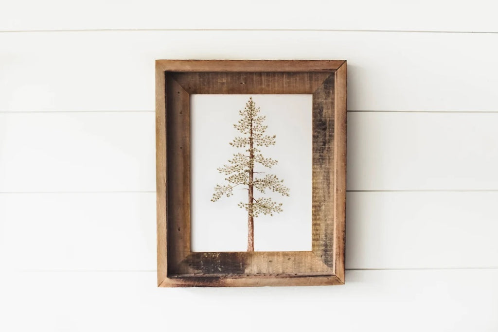 Framed 11 x 14 Jeffrey Pine Print