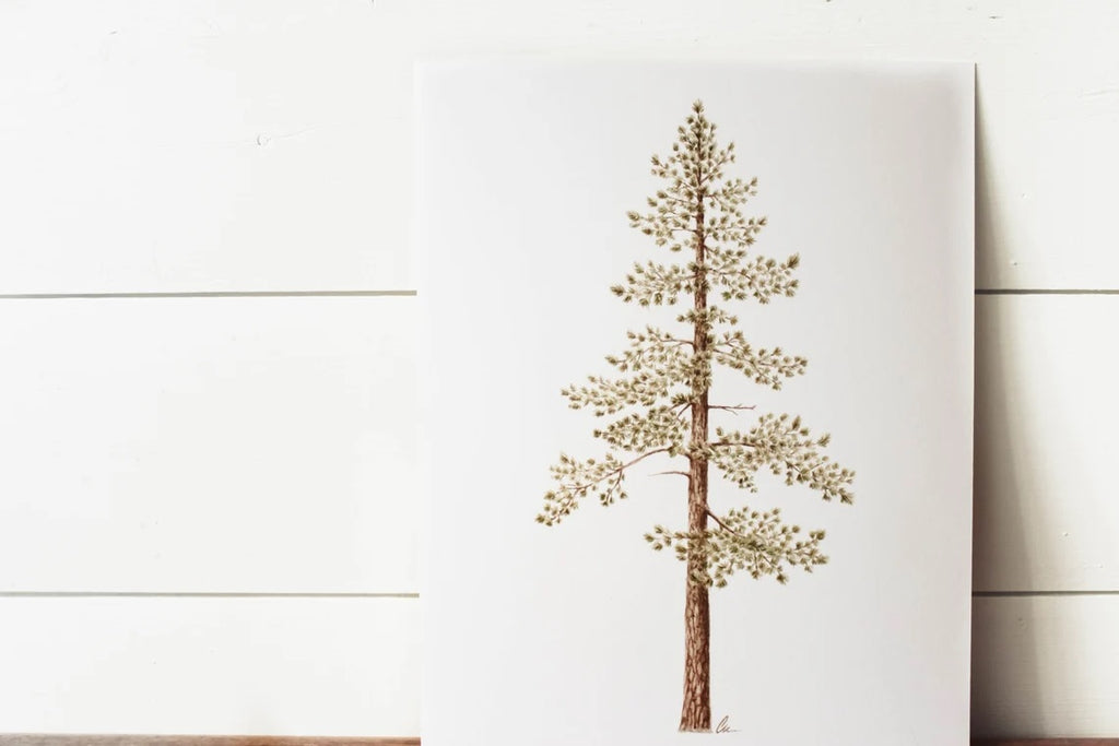 8 x 10 Jeffrey Pine Print